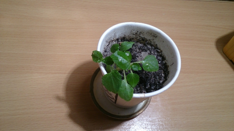 Мой ботанический сад.