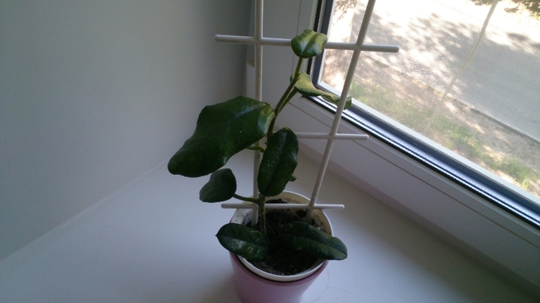 Мой ботанический сад.