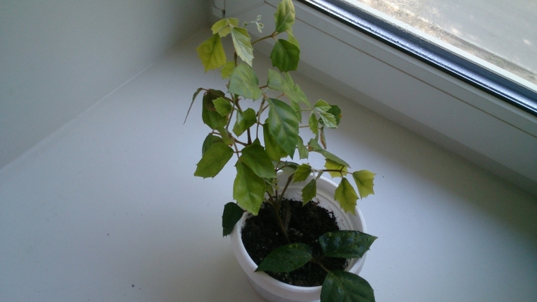 Мой ботанический сад.