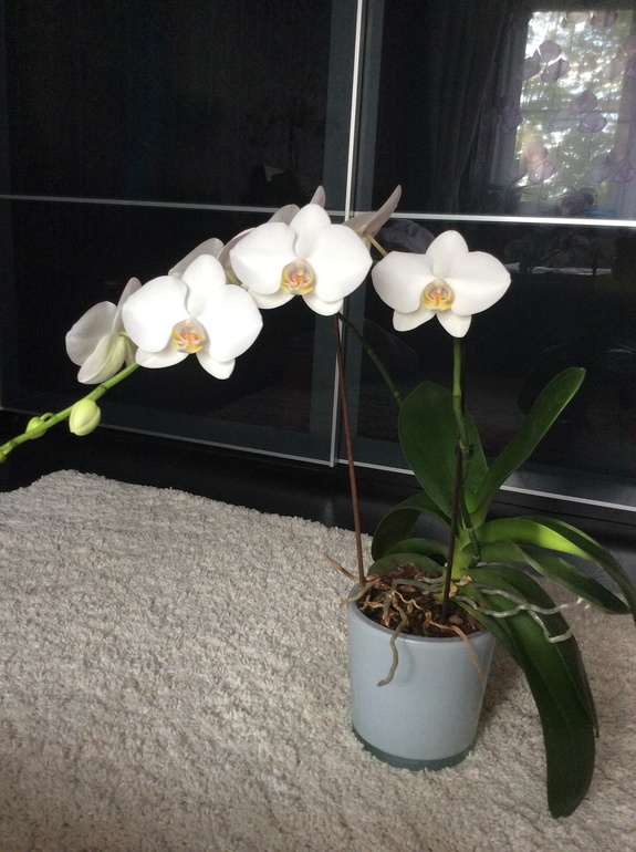 Мои питомцы