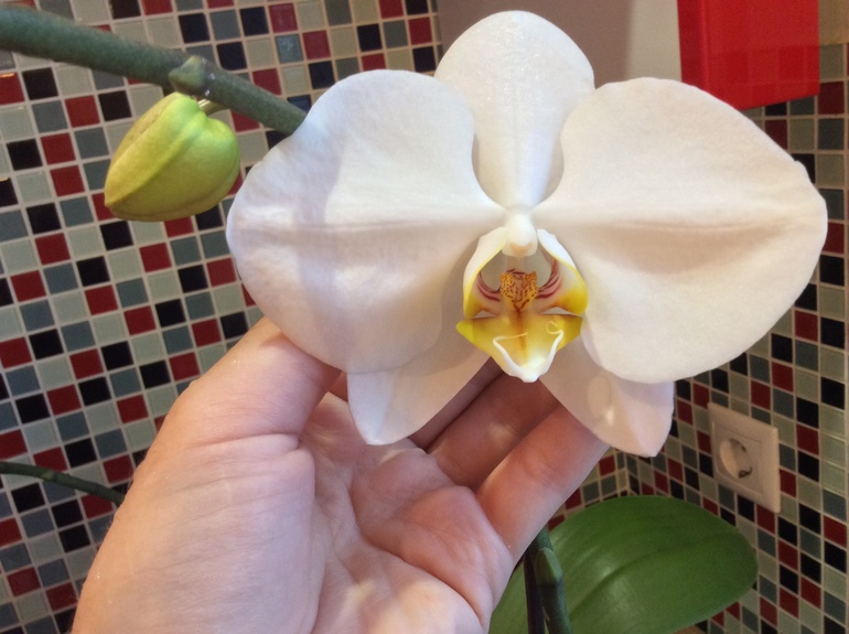 Мои питомцы