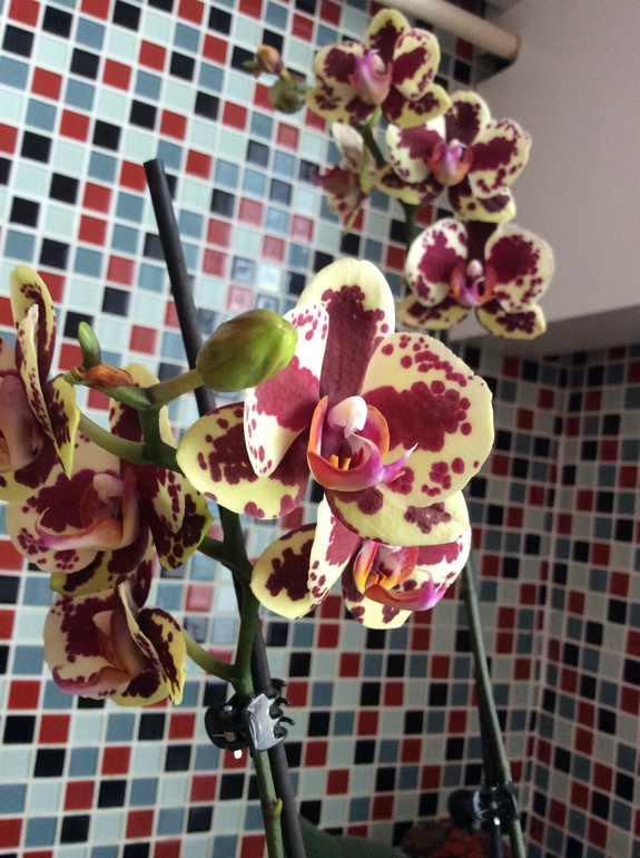 Мои питомцы