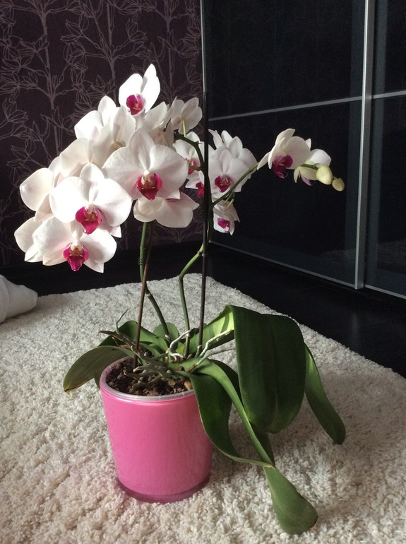 Мои питомцы