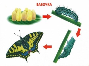 Тематическая неделька о насекомых и прочей мелюзге))