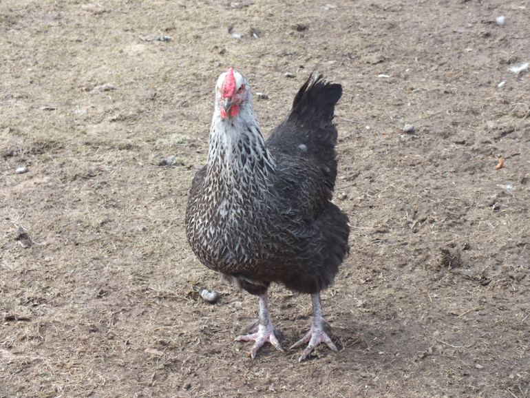 Прогулки с динозаврами) очень много фото