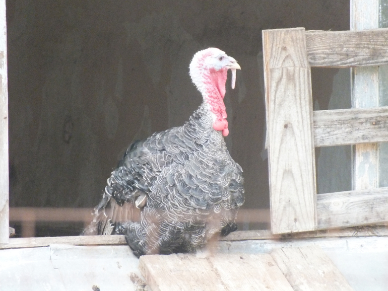 Прогулки с динозаврами) очень много фото