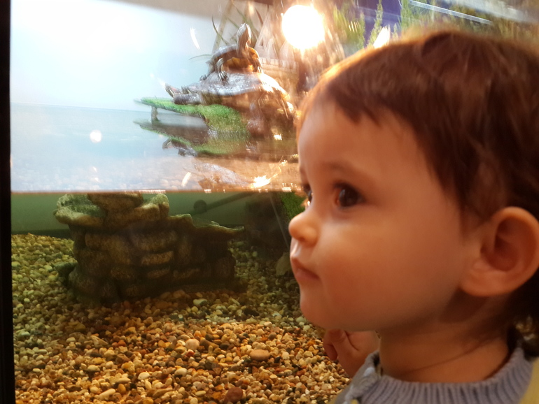 Куда несет меня лиса (театр Жар-птица Сокольники)