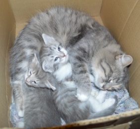 Ищут дом два котенка