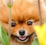 Суммы дэми м выкуп 1