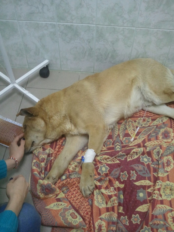 Собаку сбила машина!!! Срочно нужна помощь.