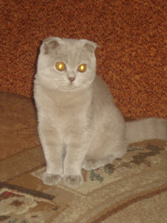 Наша красотка Шанель))))