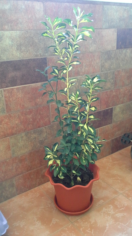 растут у меня цветочки...