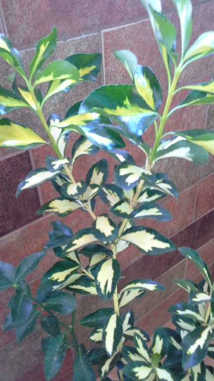 растут у меня цветочки...