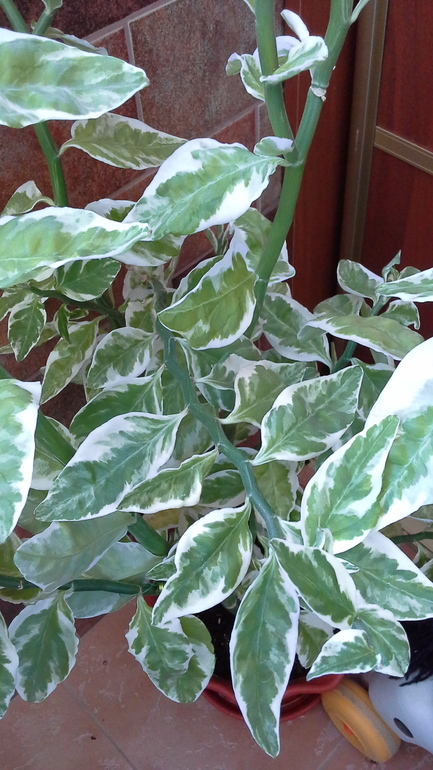 растут у меня цветочки...