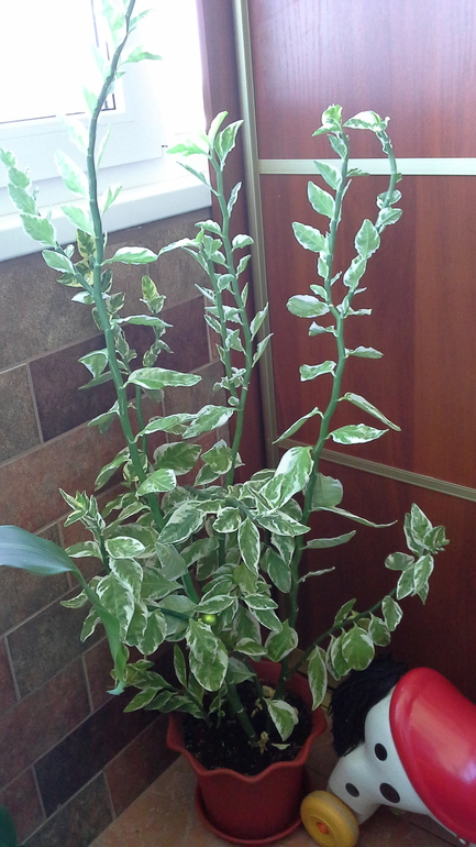 растут у меня цветочки...