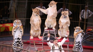 Ростовский цирк: афиша на март- апрель 2014