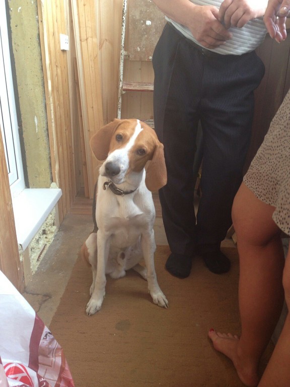 Подарили геморой