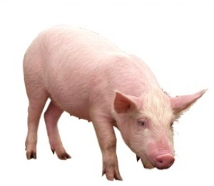 Запись на ТЗ