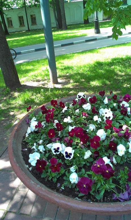 Мысли вслух