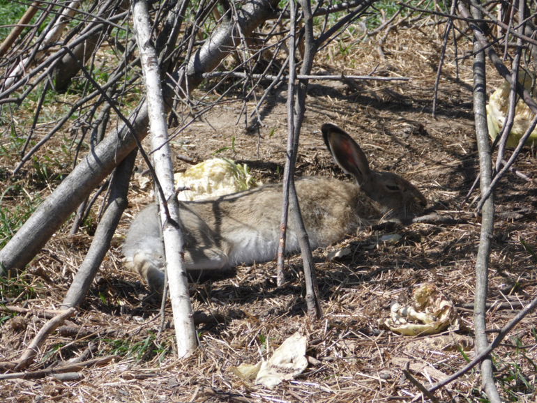 Устроили мальчишкам выходной))