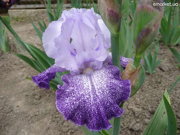 Сотуар "Шёпот ирисов"