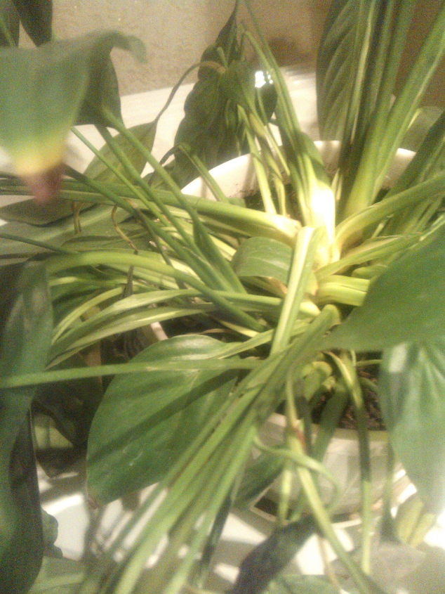 помогите спасти спатифиллум! пожалуйста!