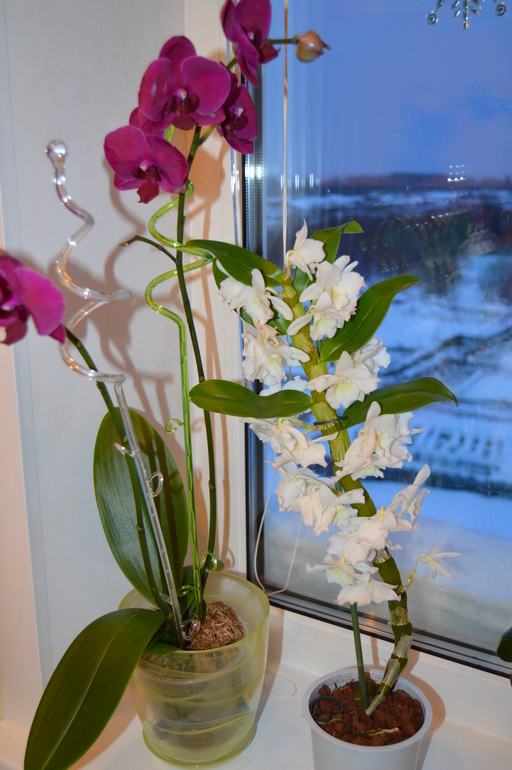 Мои орхочки :)