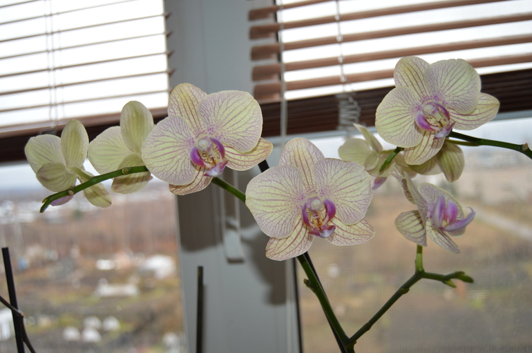 Мои орхочки :)