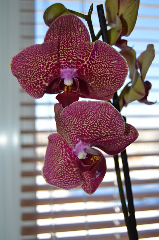 Мои орхочки :)