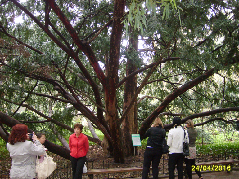 Никитинский ботанический сад.