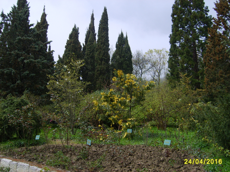 Никитинский ботанический сад.