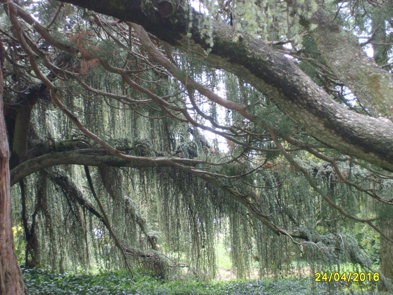 Никитинский ботанический сад.