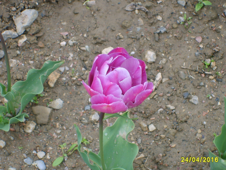 Никитинский ботанический сад.