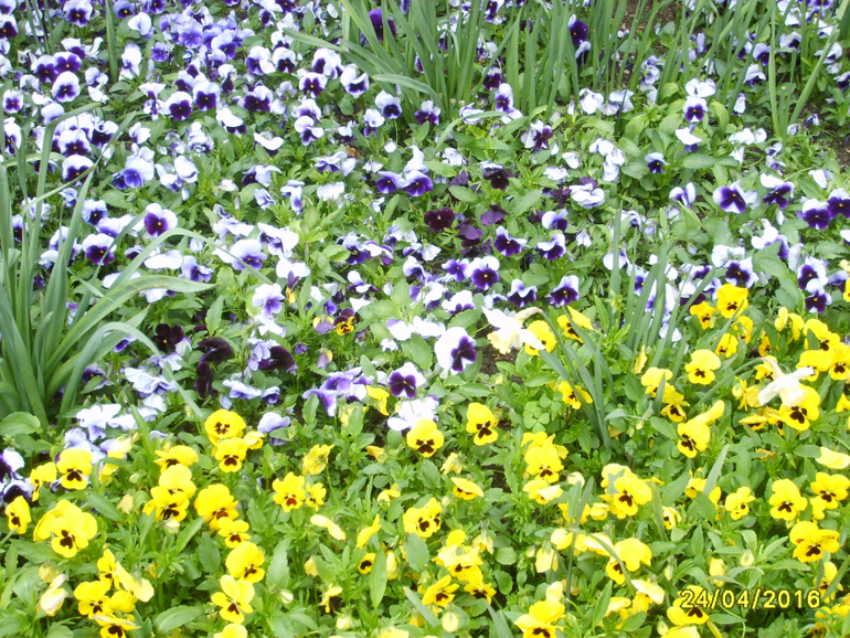 Никитинский ботанический сад.