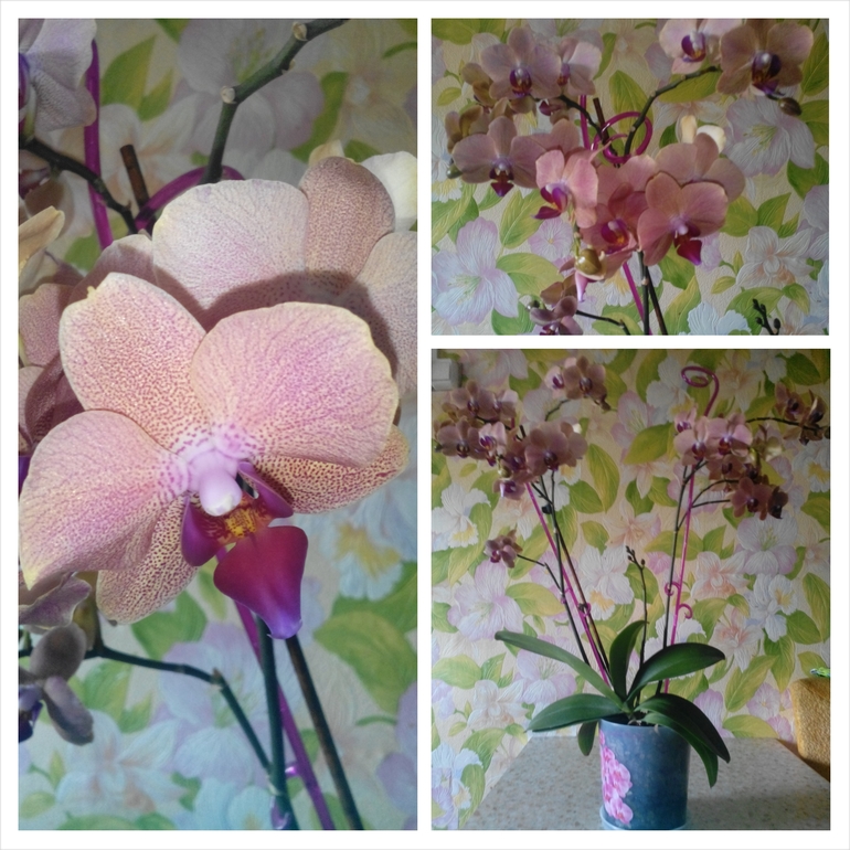 Мои орхидейки