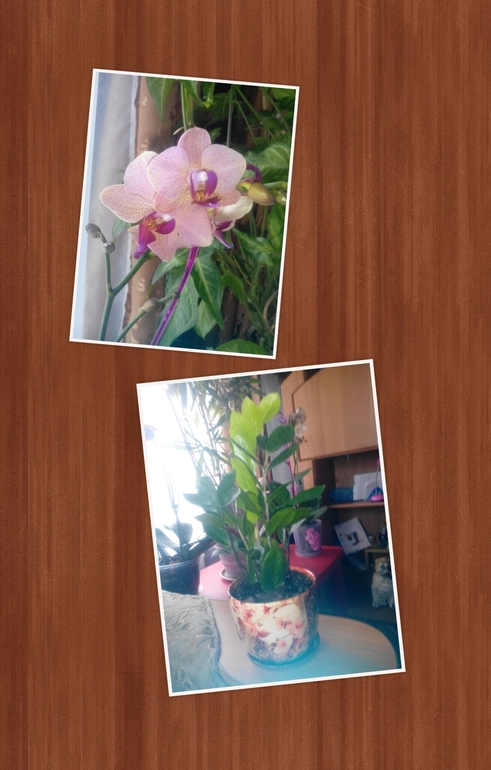 орхидея от мужа и долларовое дерево от свекрови