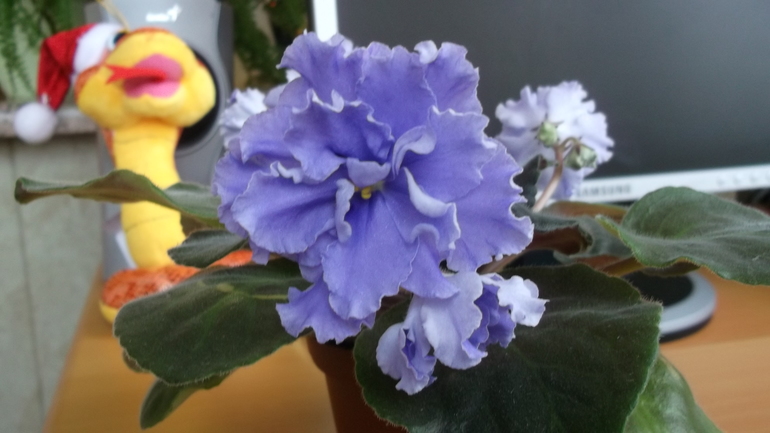 Продам сортовые фиалки.