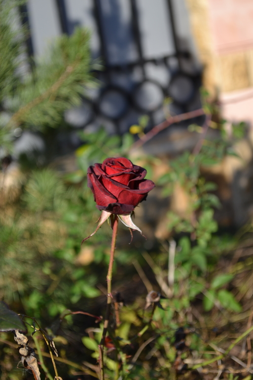 Чудесный денек!