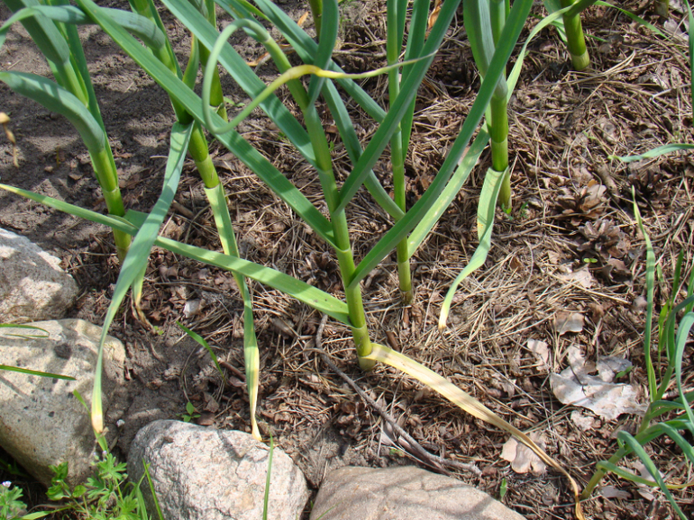 Мой огород( частично)