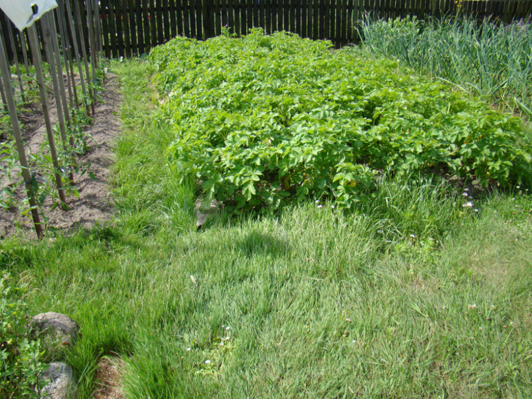 Мой огород( частично)