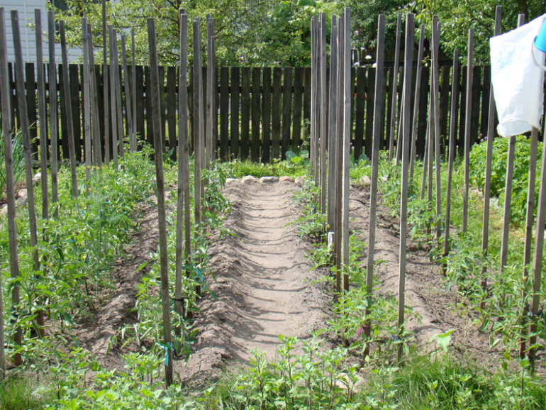 Мой огород( частично)