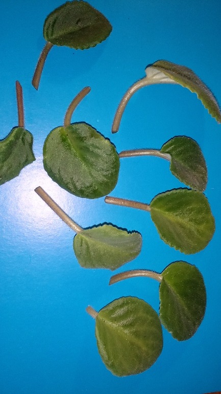 Есть кто из Мичуринска?