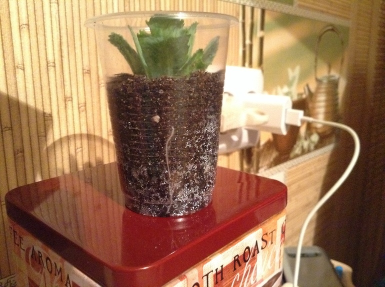 Капуста в горшке?!