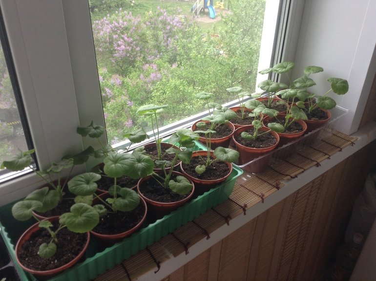 Мои друзяшки))