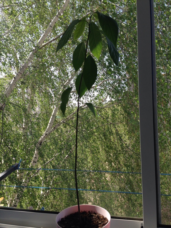 Авокадо и имбирь