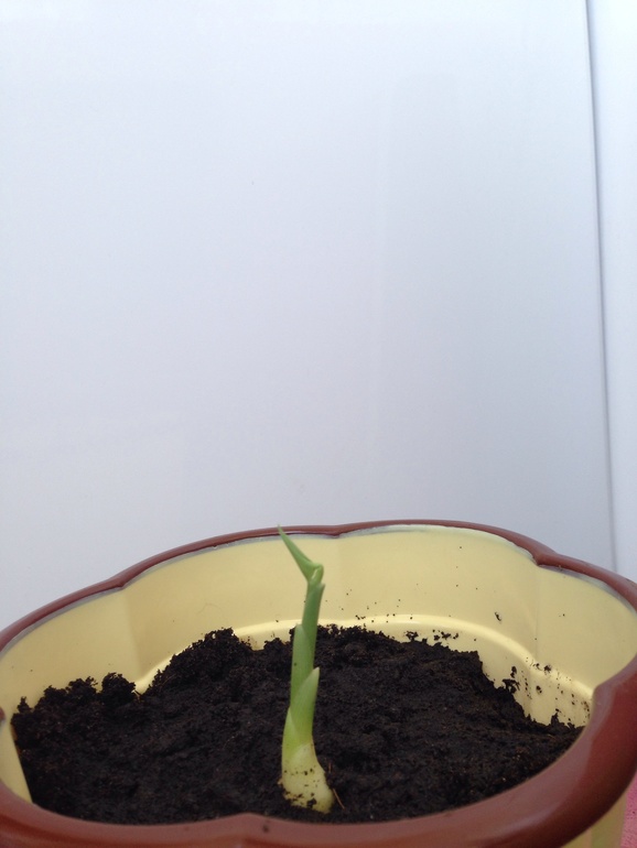 Авокадо и имбирь