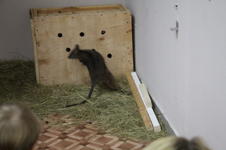 Контактный зоопарк м.Тушинская