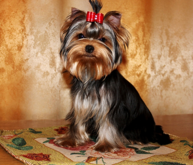 посмотрите какая девочка красивая)))