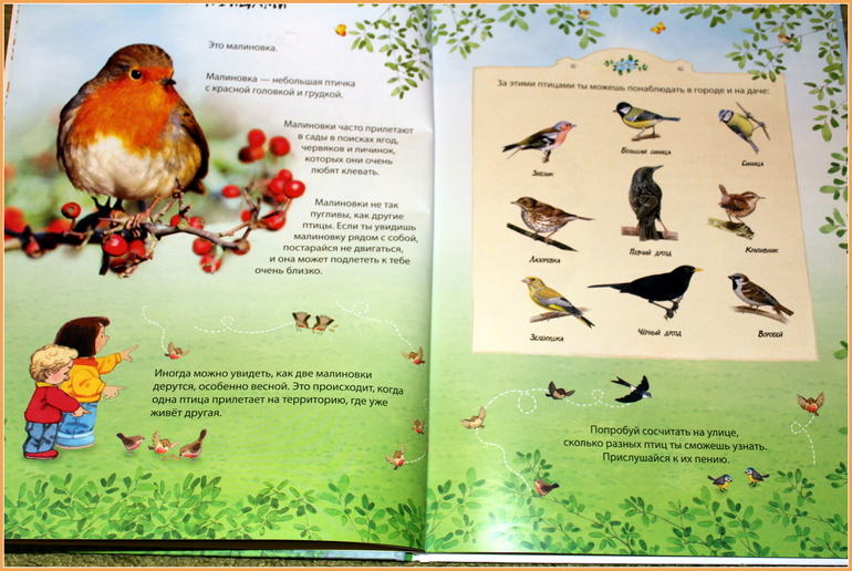 Наша птичья неделя