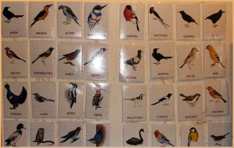 Наша птичья неделя